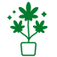 Cannabis Growing
