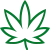 Cannabis Plants
