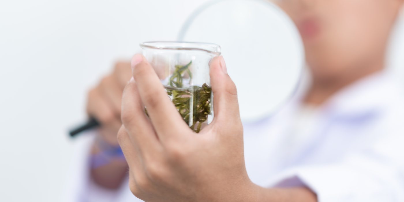 Benefits of Online Marijuana Evaluations in New York Now