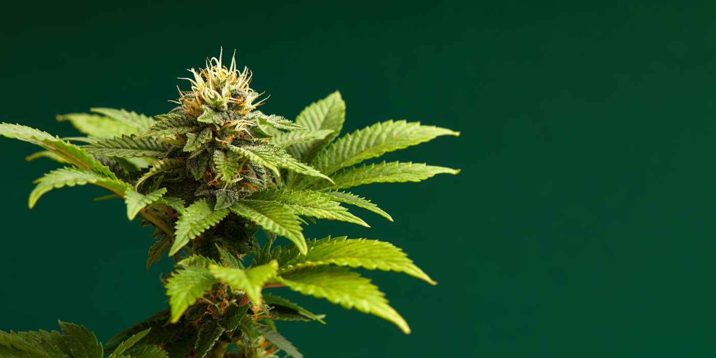 Best Cannabis Strains of All Time: Top Legendary Picks