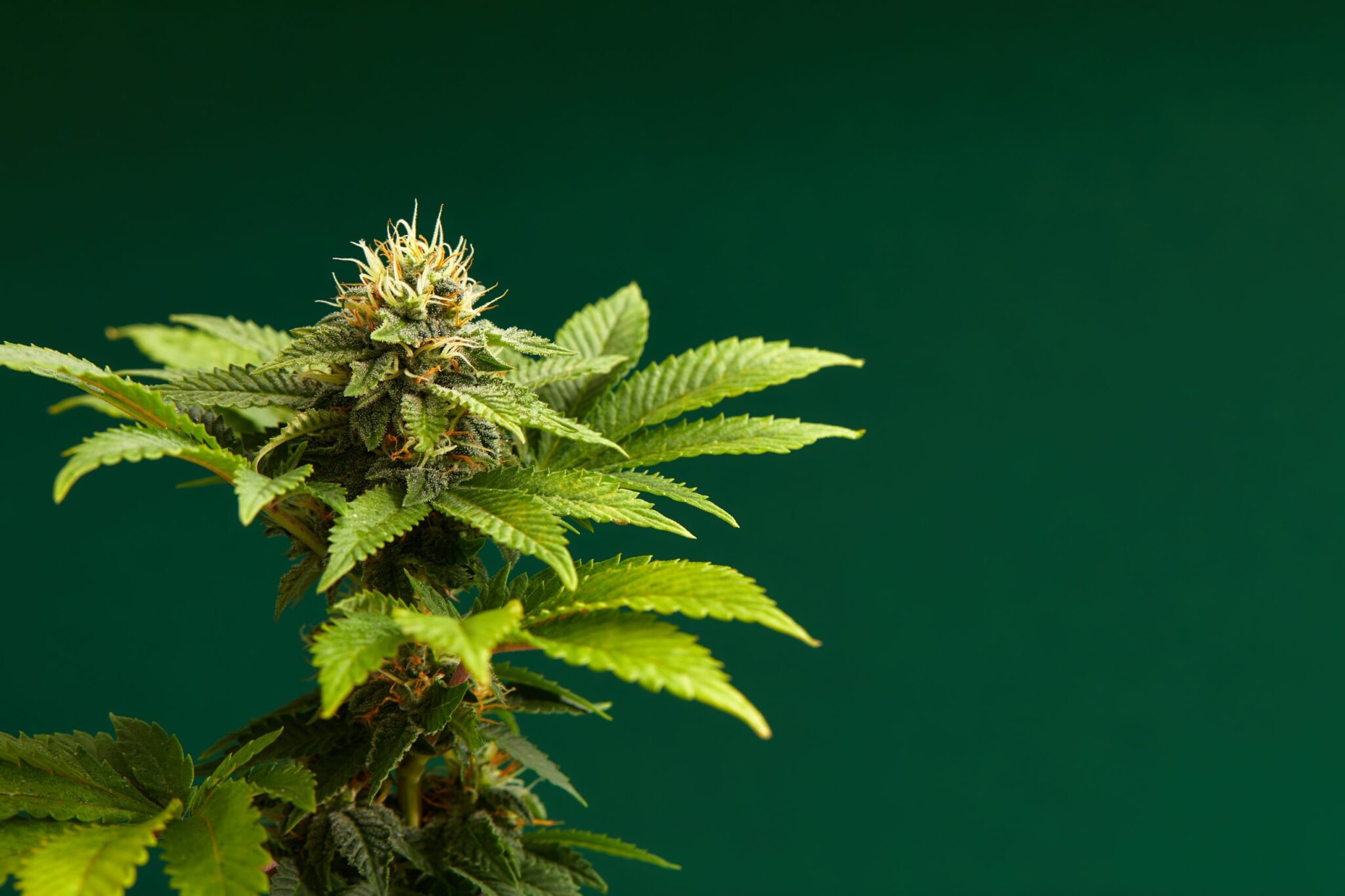 Best Cannabis Strains of All Time: Top Legendary Picks
