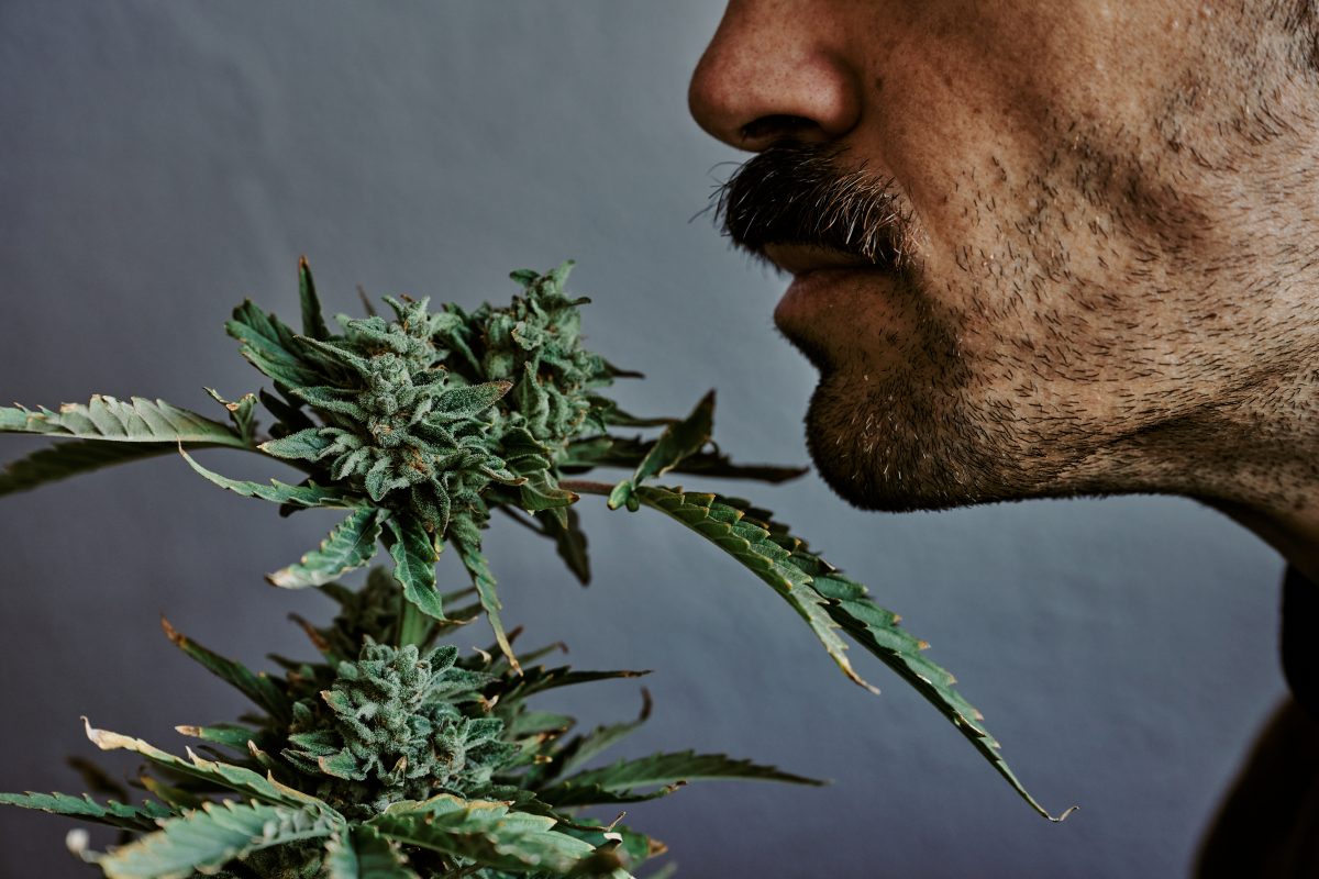 Best Smelling Cannabis Strains to Enjoy: Top Aromas