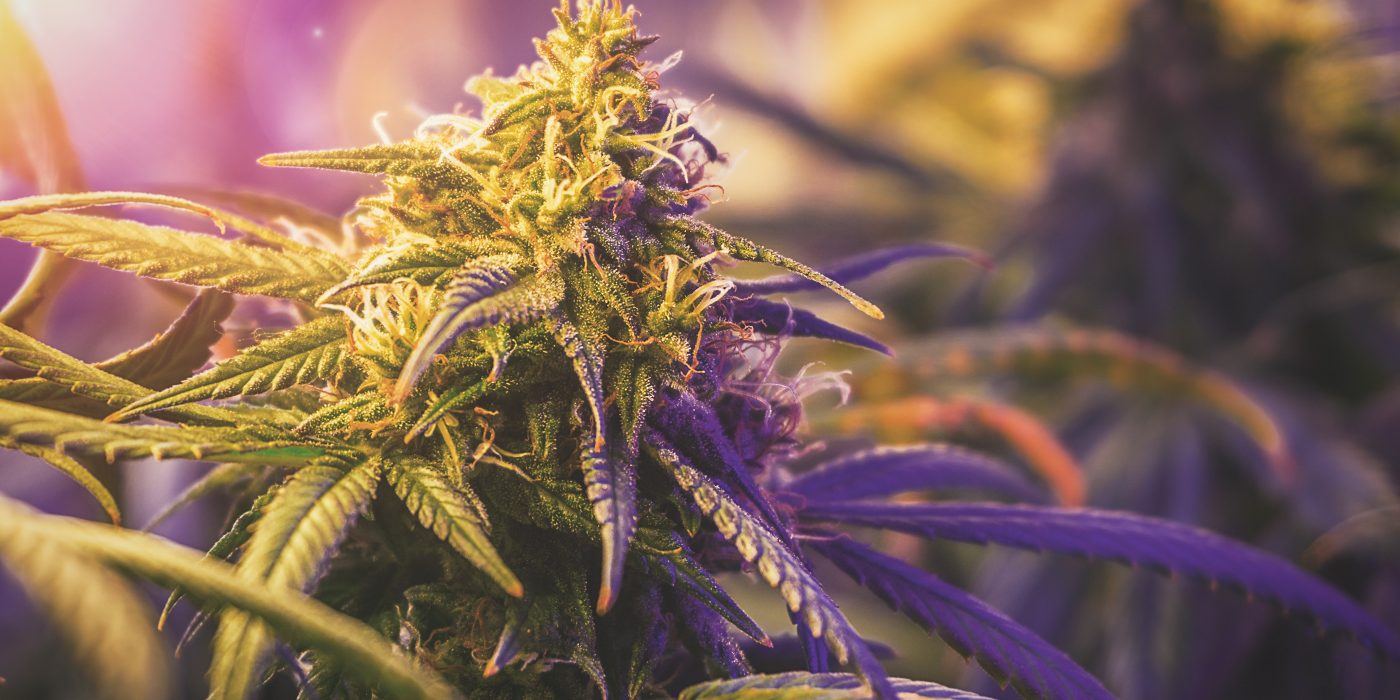 Best Cannabiotix Cannabis Strains of 2025: Reviews