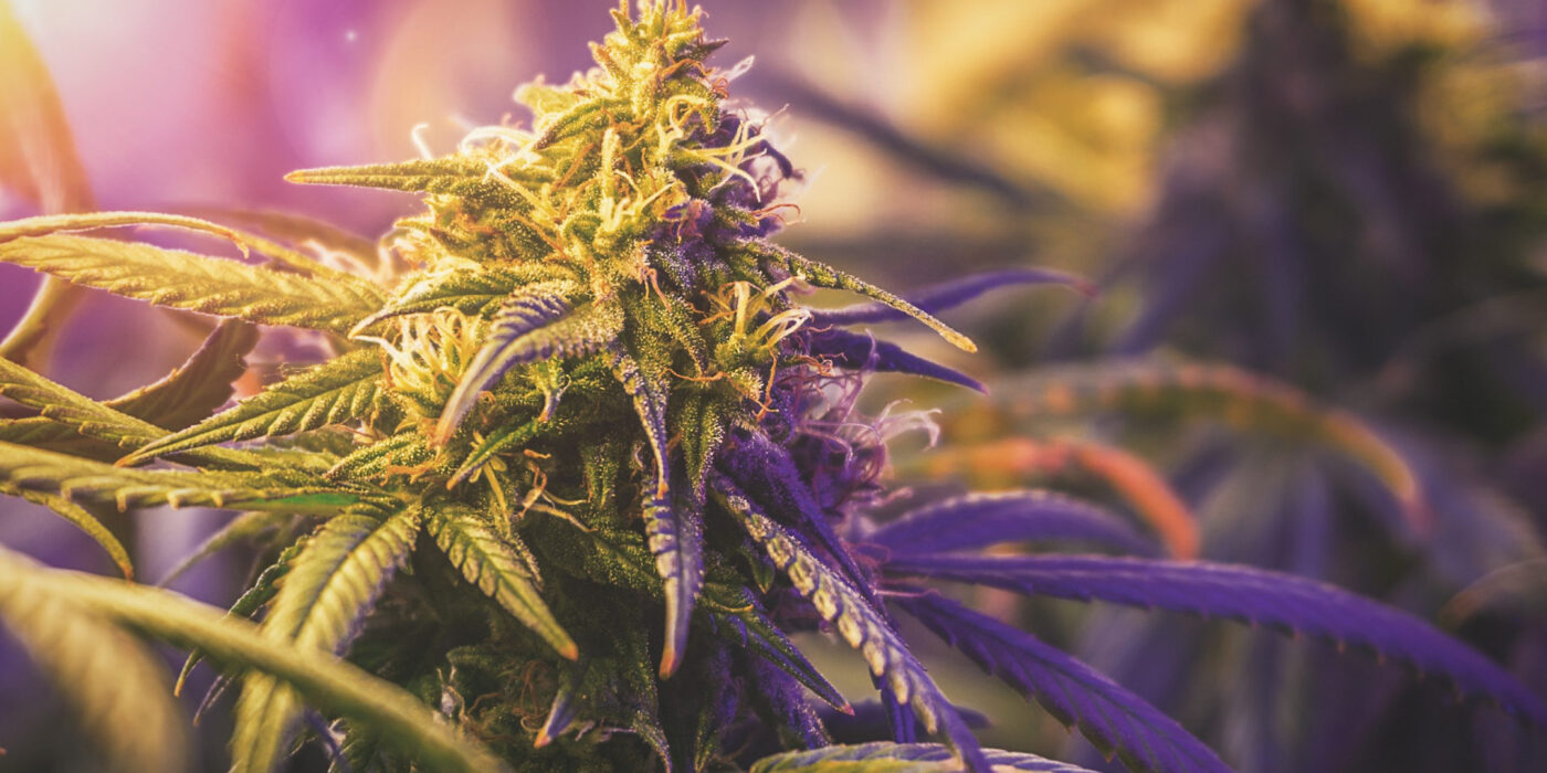 Best Cannabiotix Cannabis Strains of 2025: Reviews