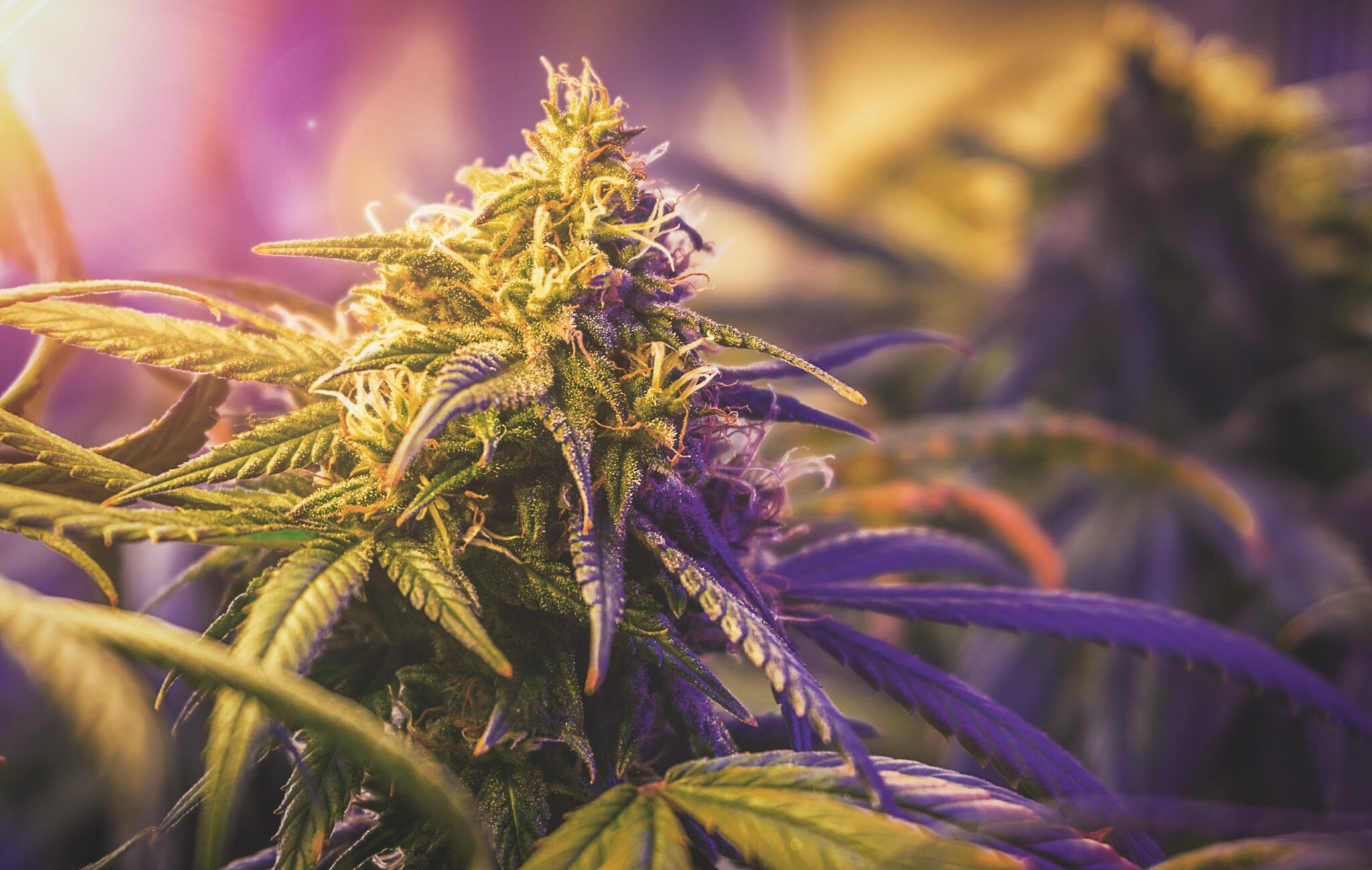 Best Cannabiotix Cannabis Strains of 2025: Reviews