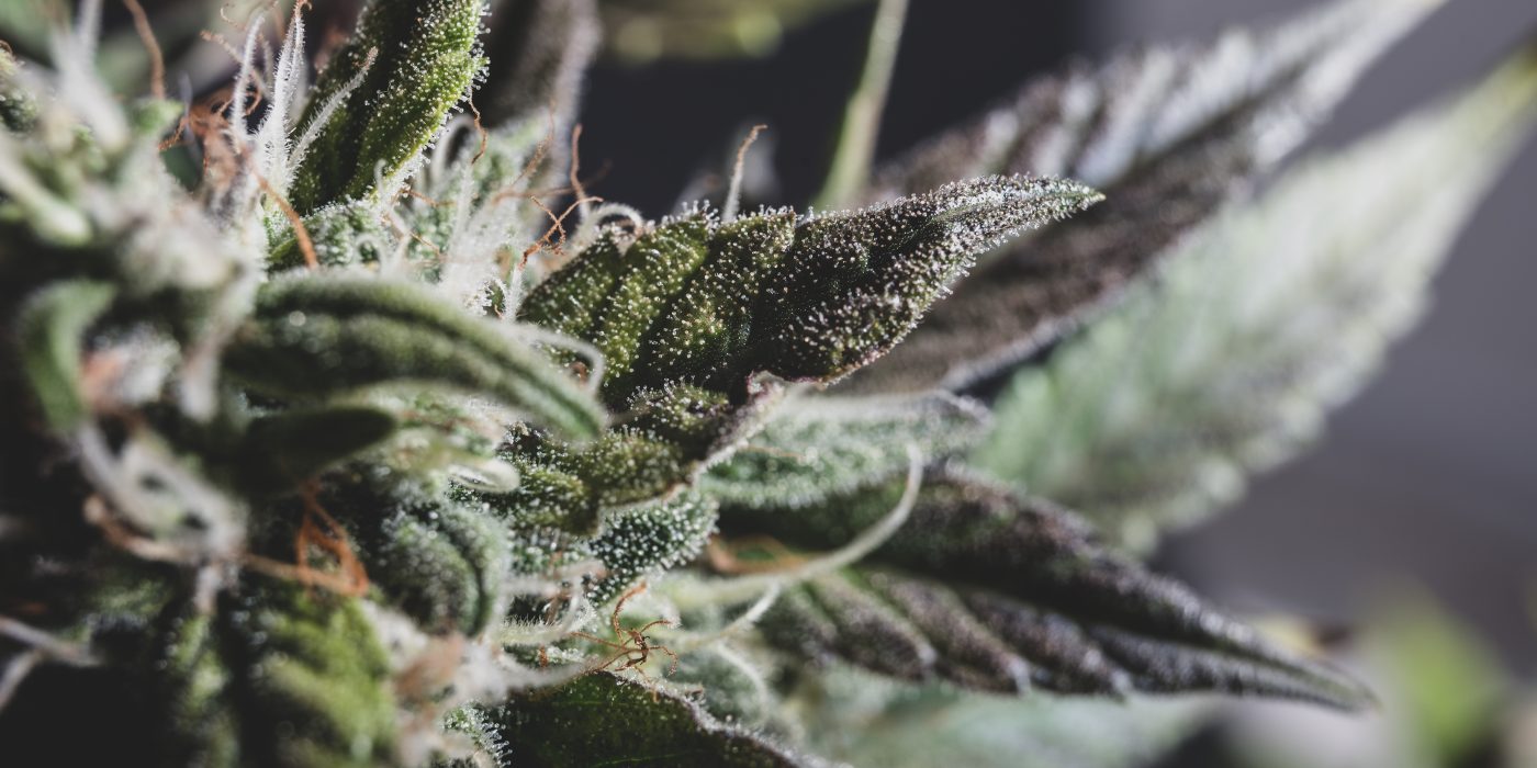 Best Cannabis Strain for Euphoria: Top Highs 2025
