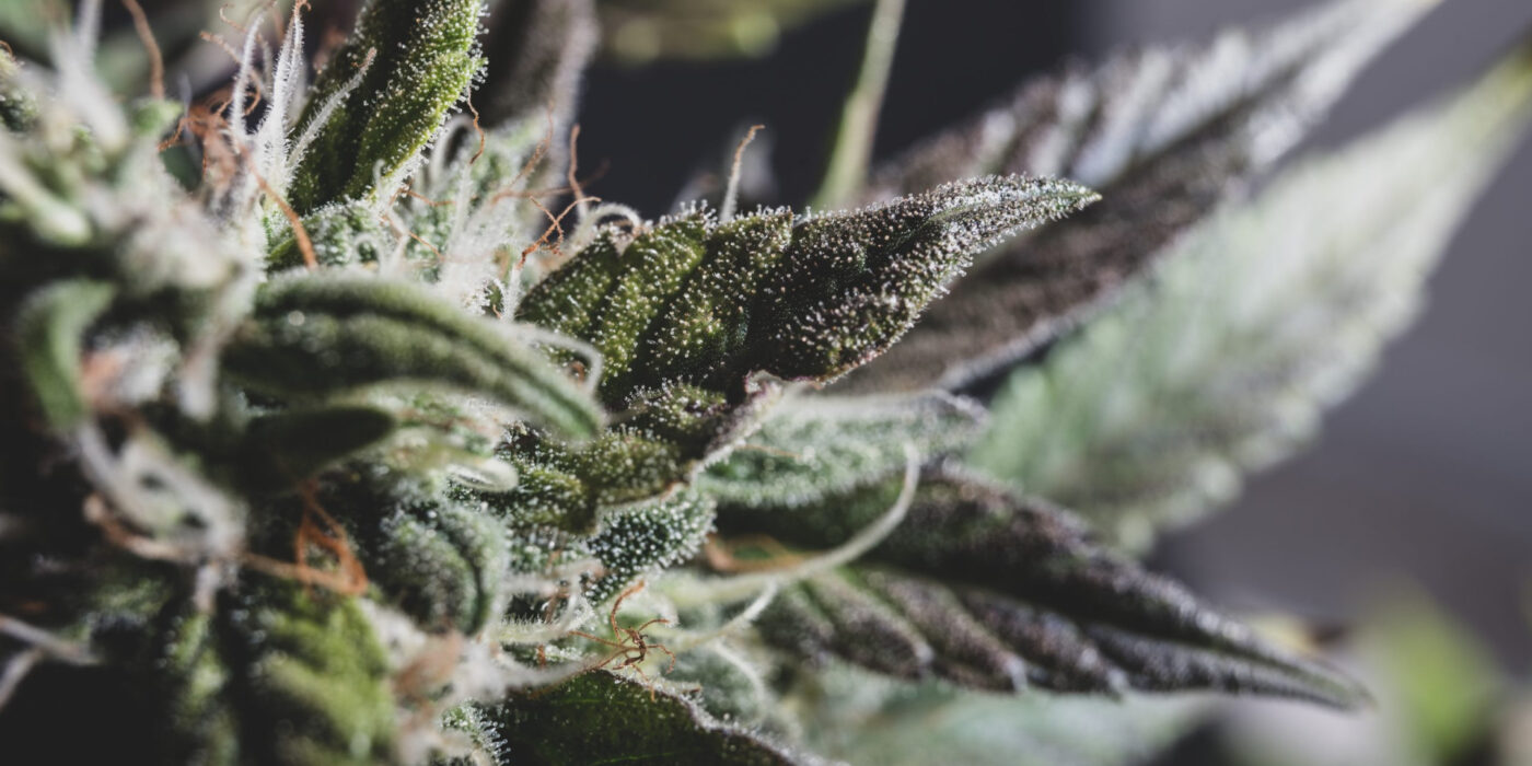 Best Cannabis Strain for Euphoria: Top Highs 2025