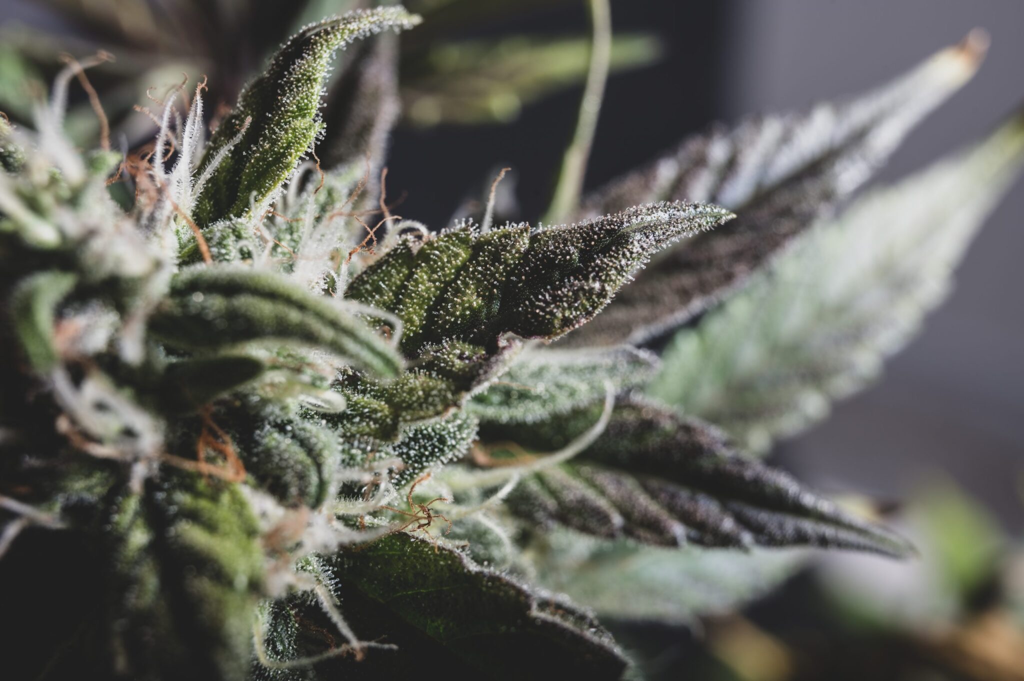 Best Cannabis Strain for Euphoria: Top Highs 2025