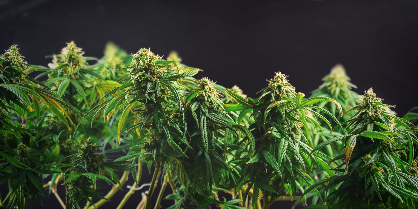 Best Cannabis Strains for Light Deprivation Growing