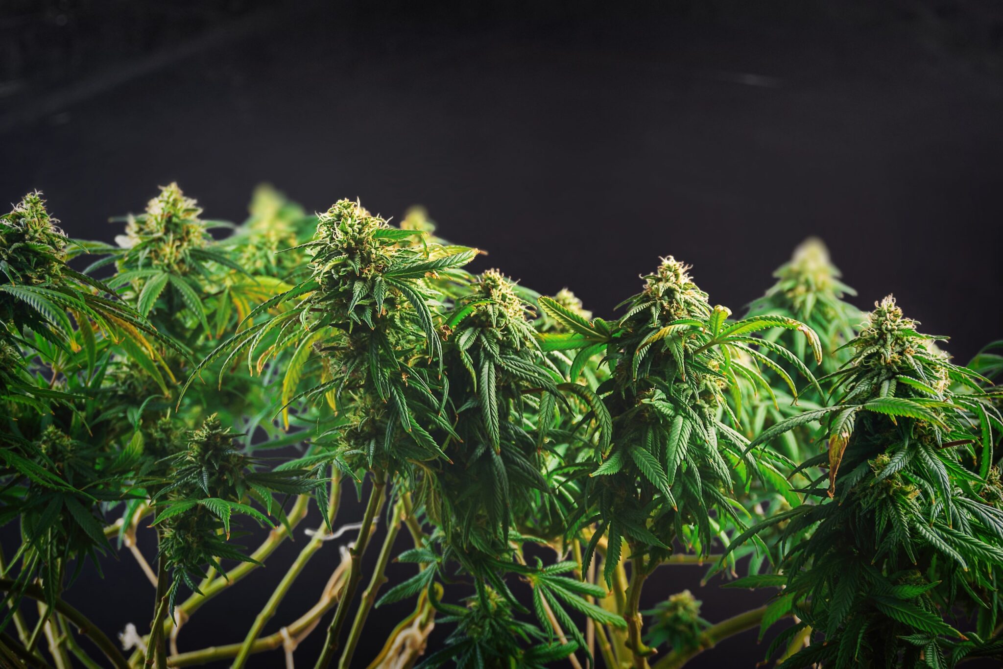 Best Cannabis Strains for Light Deprivation Growing