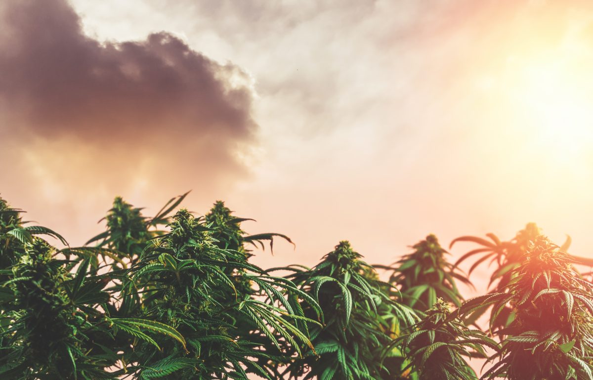 Best Cannabis Strains to Grow in Minnesota in 2025