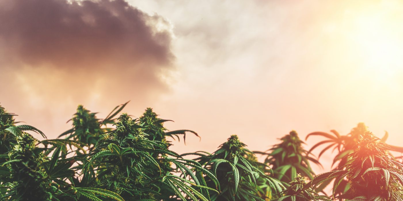 Best Cannabis Strains to Grow in Minnesota in 2025