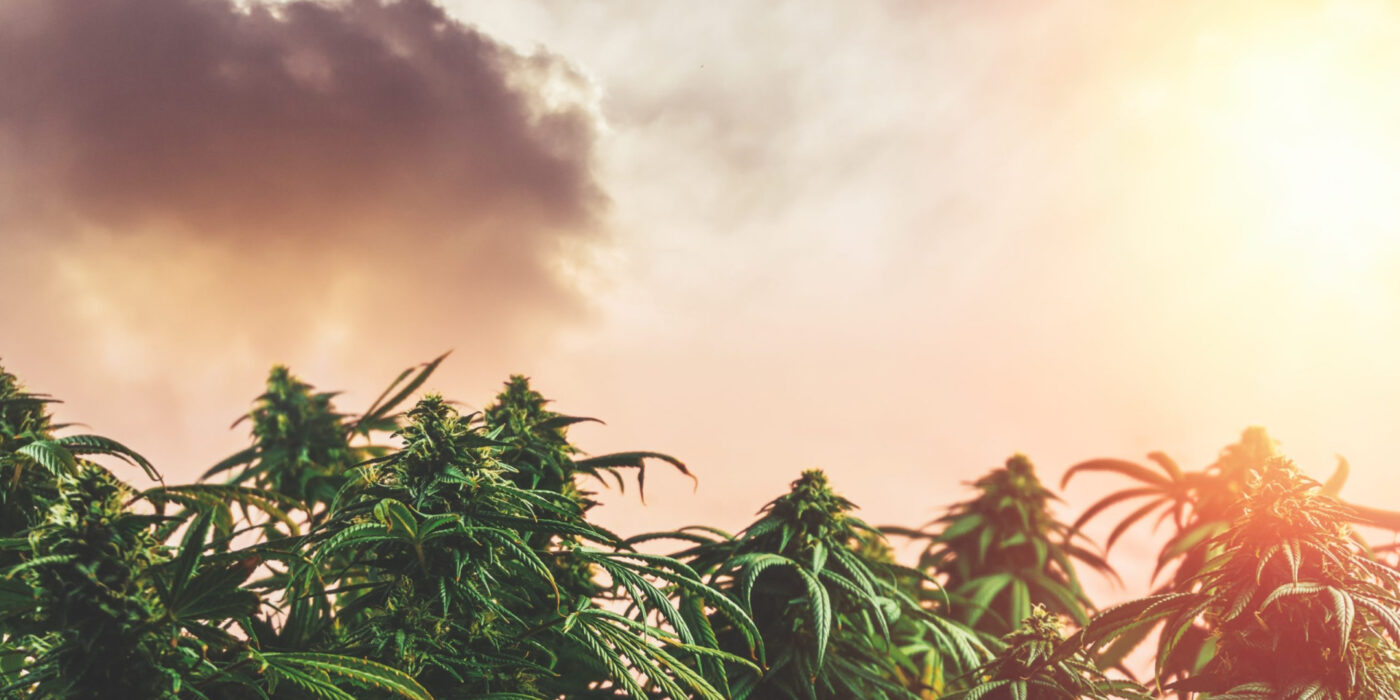 Best Cannabis Strains to Grow in Minnesota in 2025