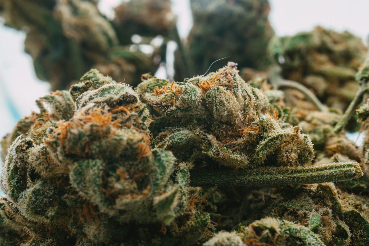 Best Cresco Cannabis Strains of 2025: Top Reviews