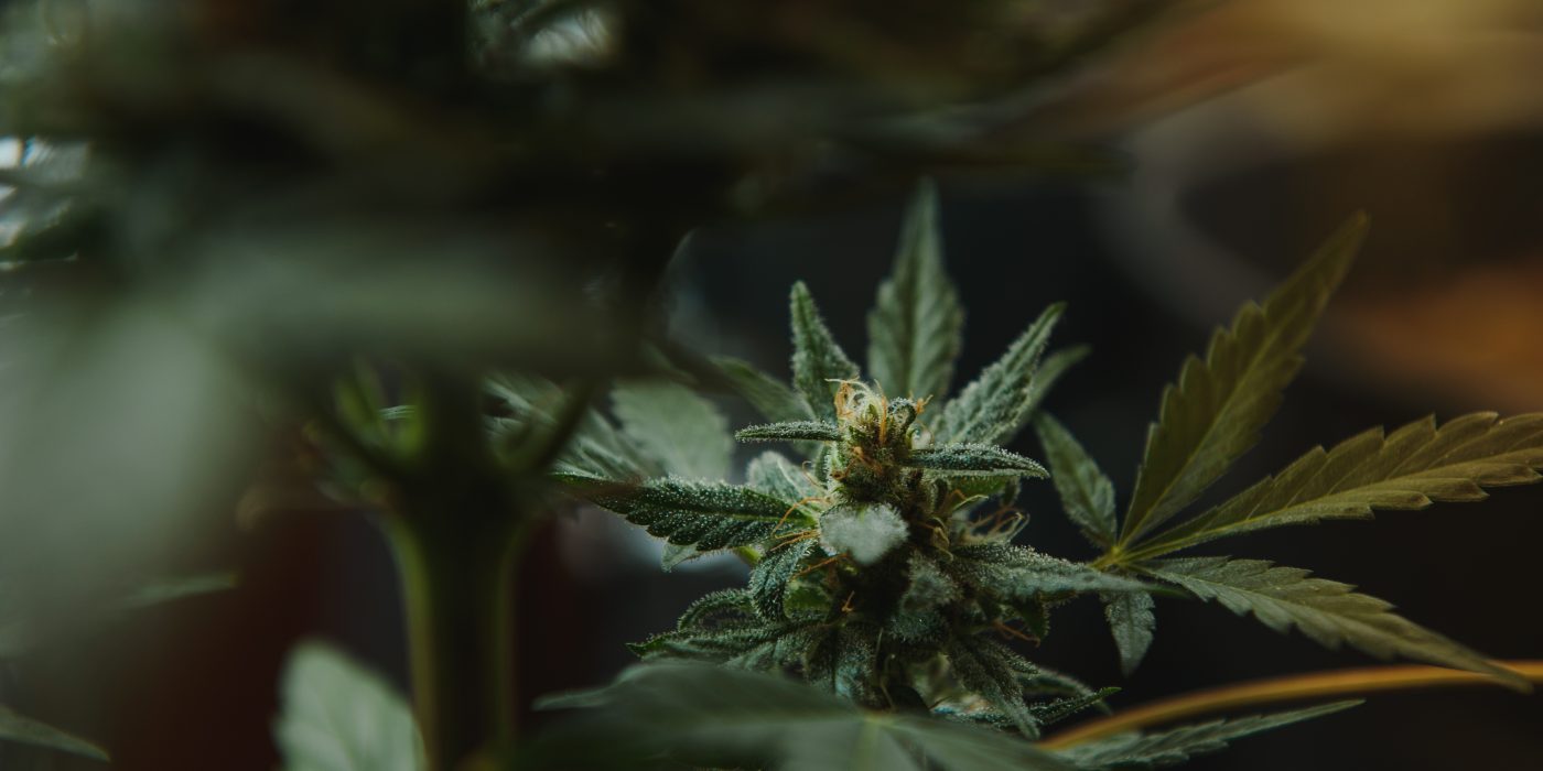 best-durban-poison-cannabis-strain