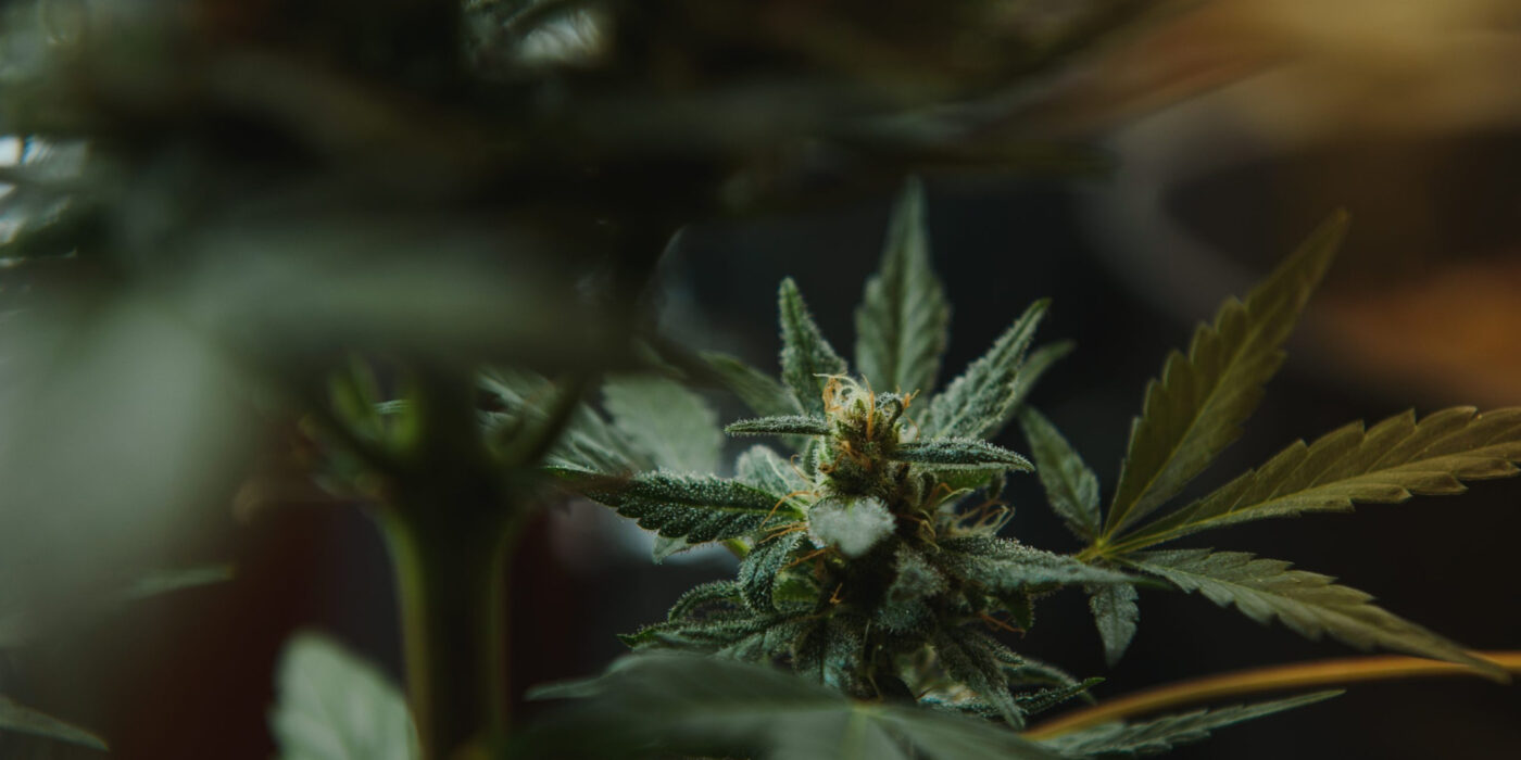 best-durban-poison-cannabis-strain
