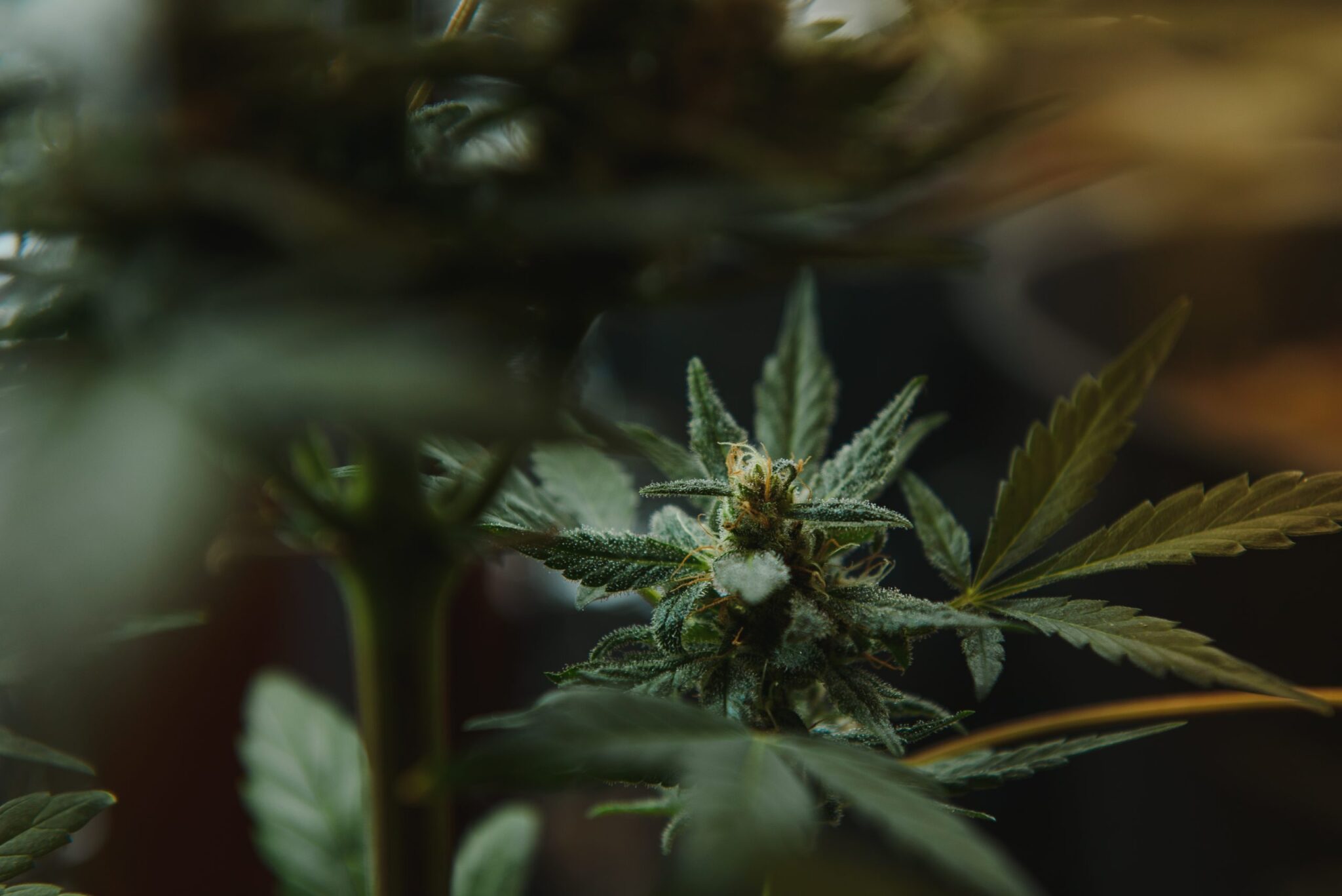 best-durban-poison-cannabis-strain