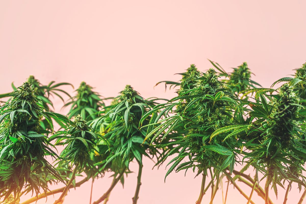 Best OG Cannabis Strains for Classic Vibes Reviews