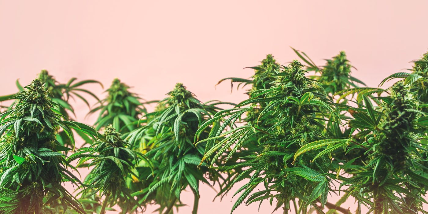 Best OG Cannabis Strains for Classic Vibes Reviews