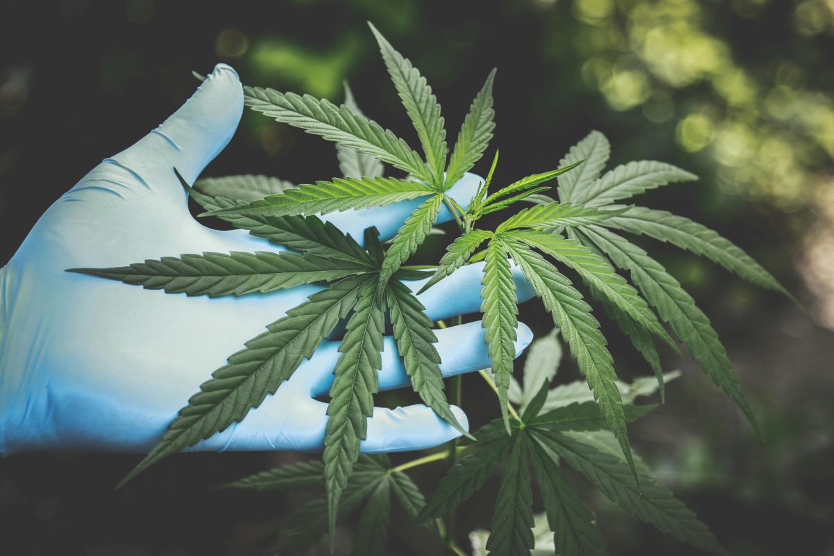 Best Outdoor Cannabis Strains for Growth