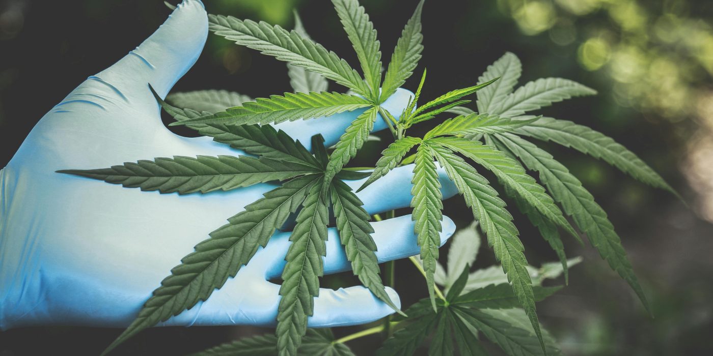 Best Outdoor Cannabis Strains for Growth
