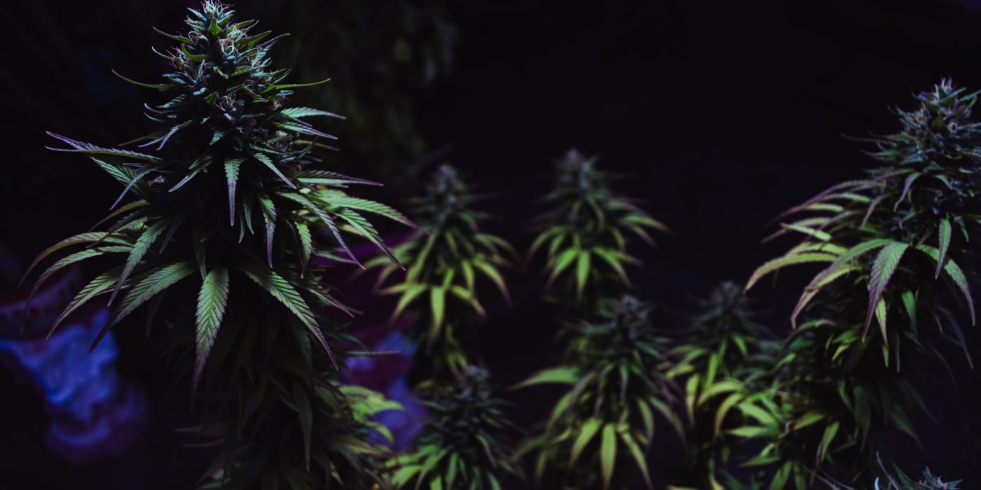 Best Strain for Focus and Productivity 2025 Guide
