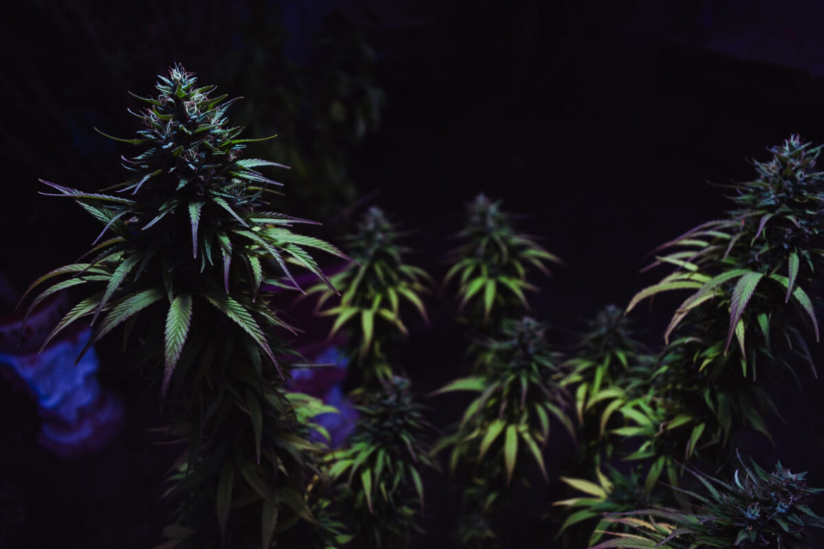 Best Strain for Focus and Productivity 2025 Guide