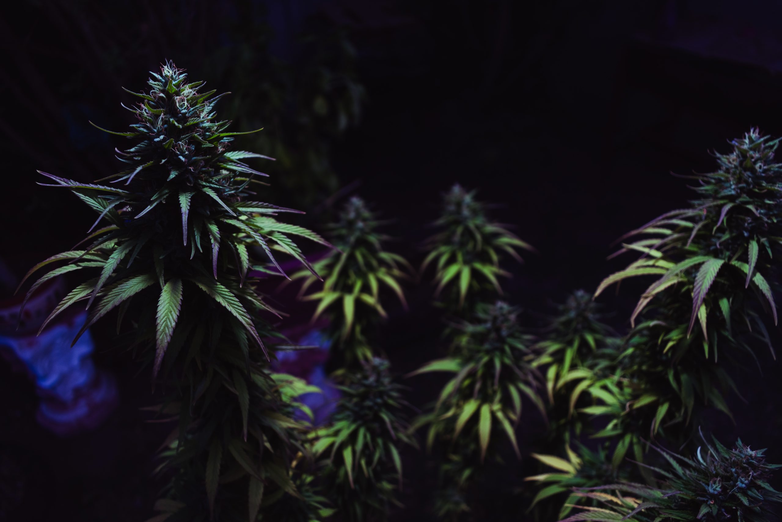 Best Strain for Focus and Productivity: 2025 Guide