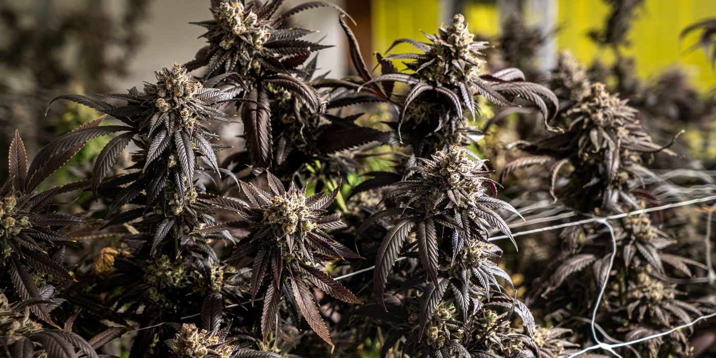 Best Strains to Grow in Ohio Top Picks for 2025