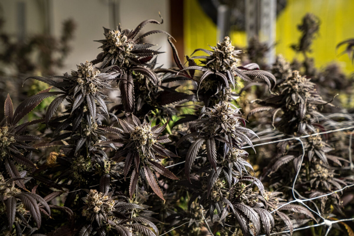 Best Strains to Grow in Ohio Top Picks for 2025