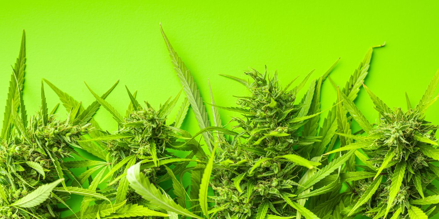Top 10 Diesel Strains for Bold Flavors: Reviews