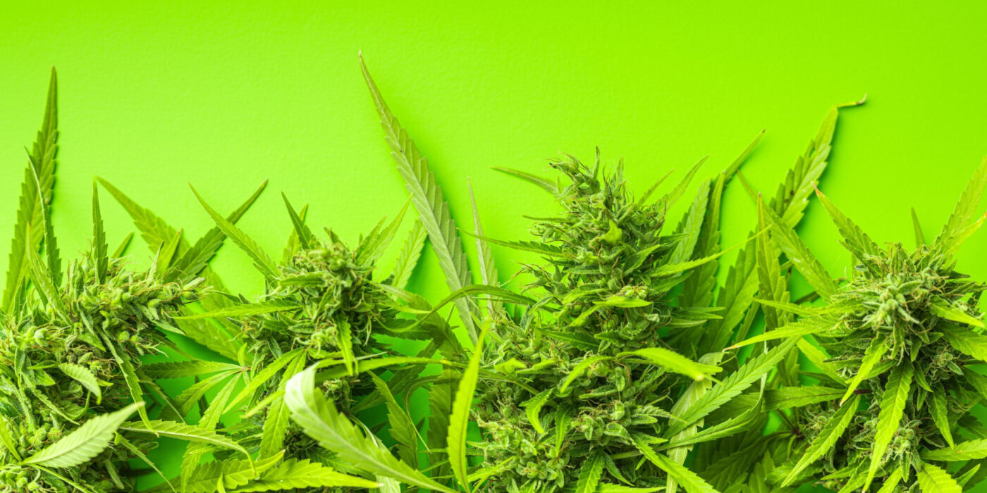 Top 10 Diesel Strains for Bold Flavors: Reviews
