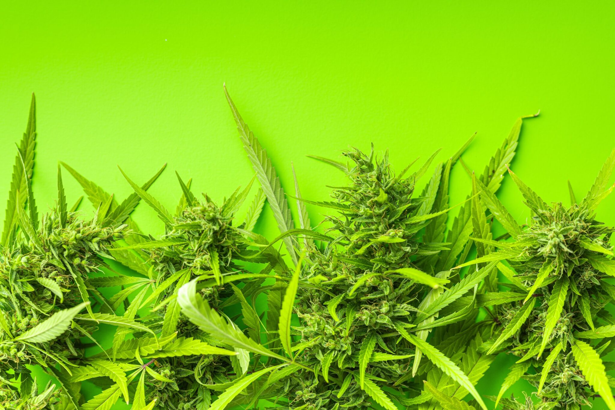 Top 10 Diesel Strains for Bold Flavors: Reviews
