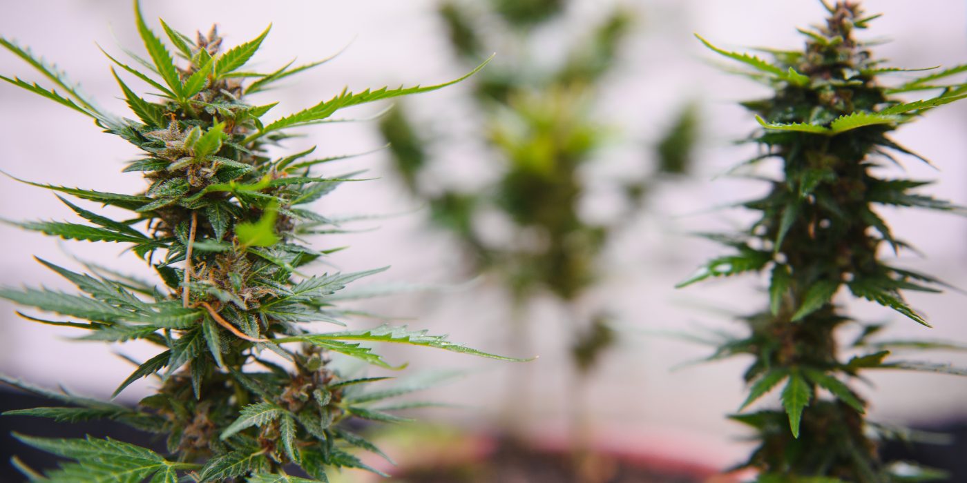 Top 10 Easy-to-Grow Cannabis Strains for Beginners