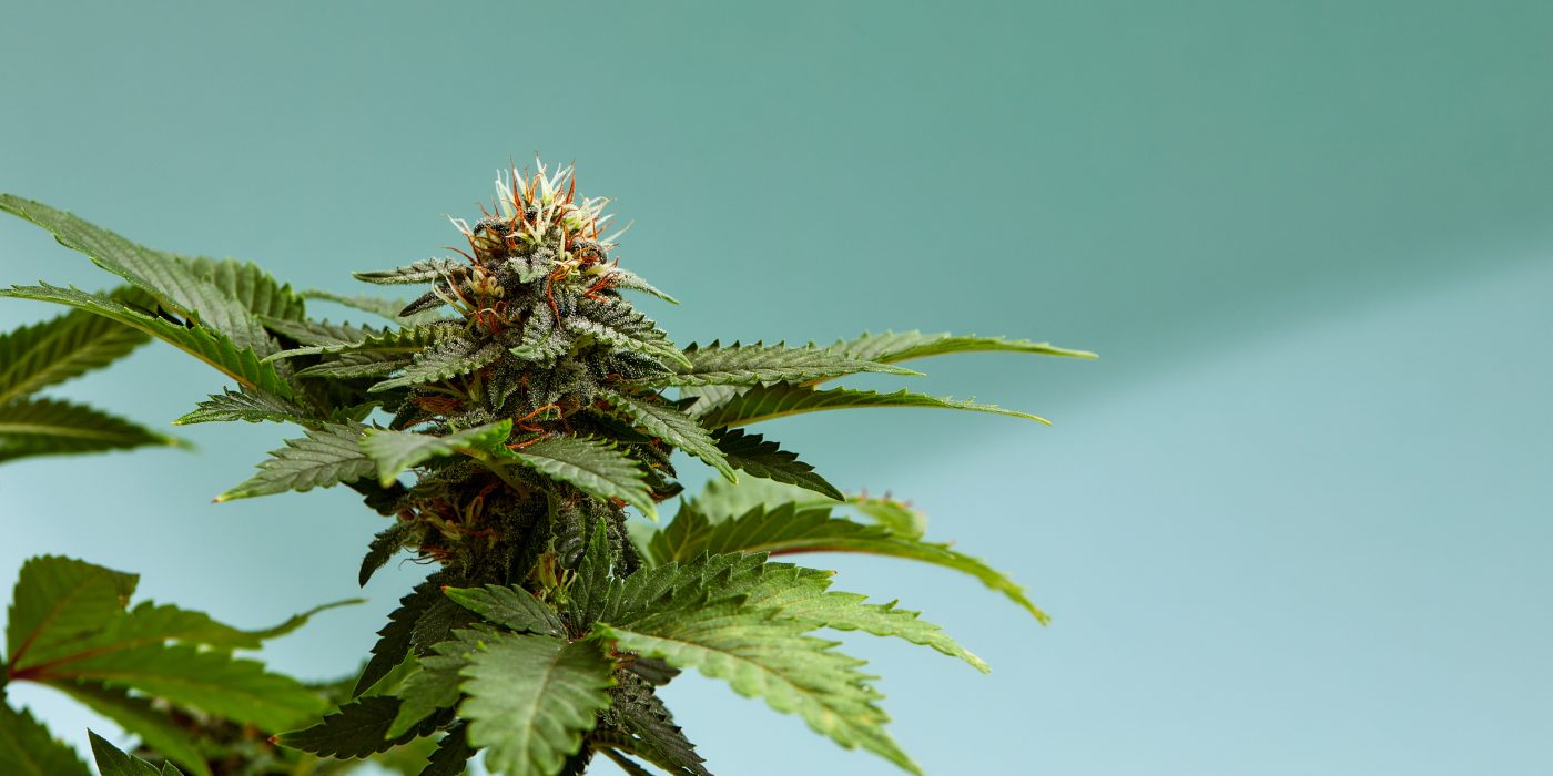 Top 10 Haze Strains for Uplifting Highs in 2025