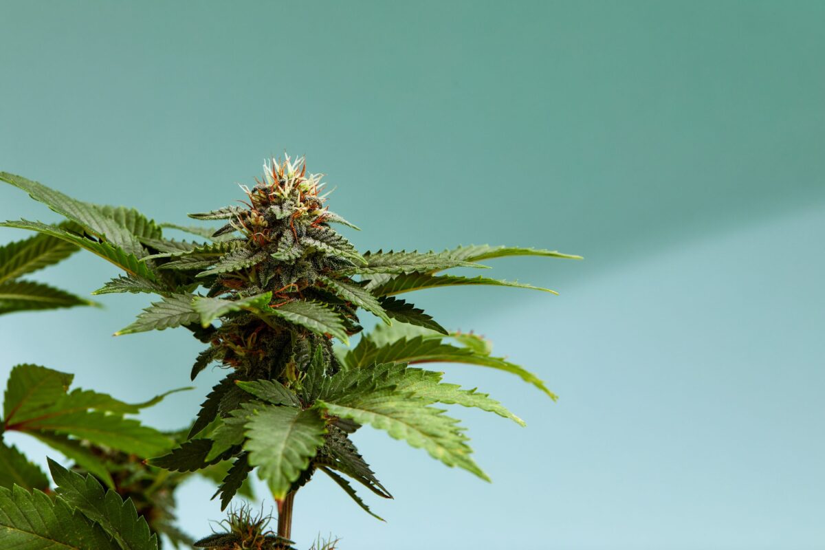 Top 10 Haze Strains for Uplifting Highs in 2025