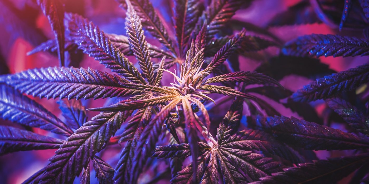Top 10 Kush Strains for Potent Effects 2025 Picks