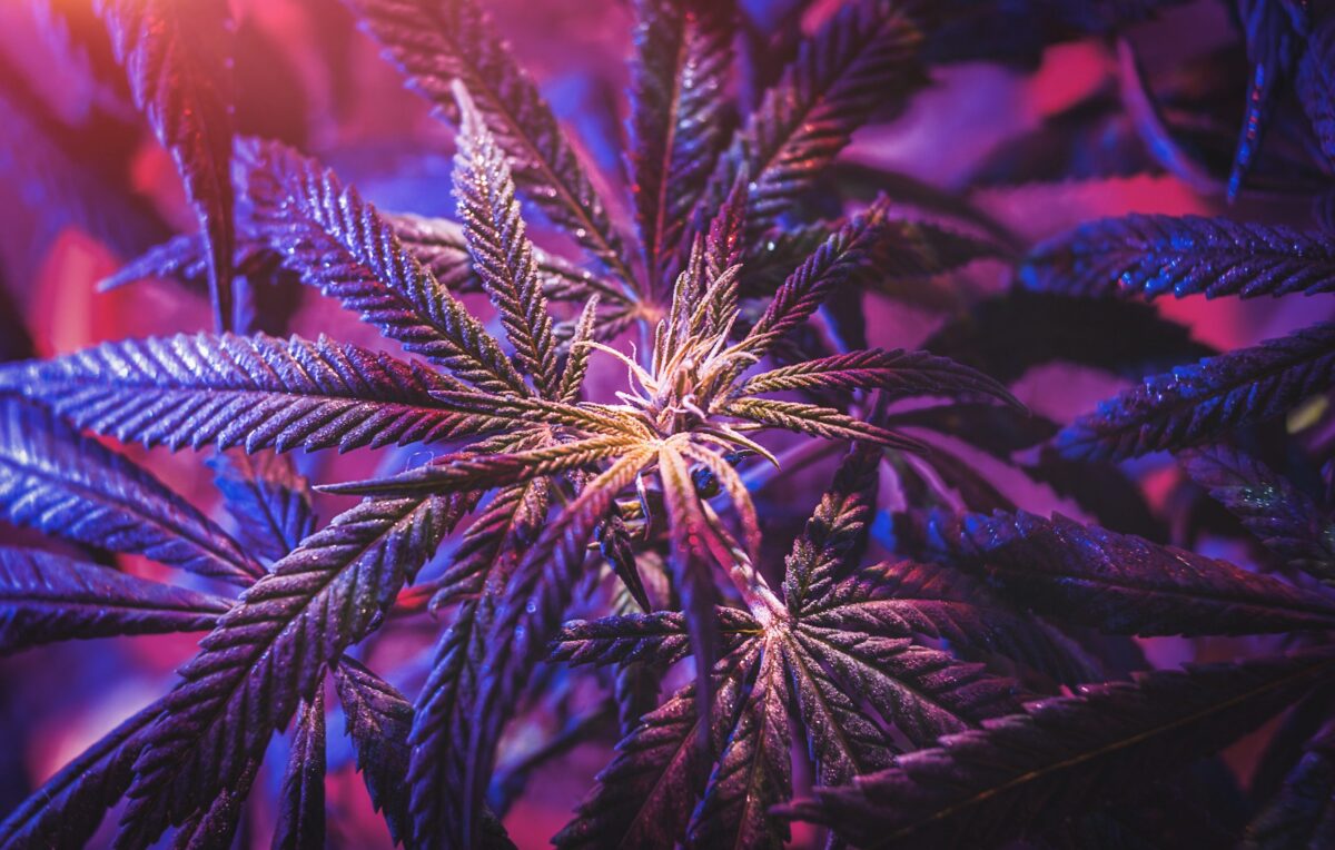 Top 10 Kush Strains for Potent Effects 2025 Picks