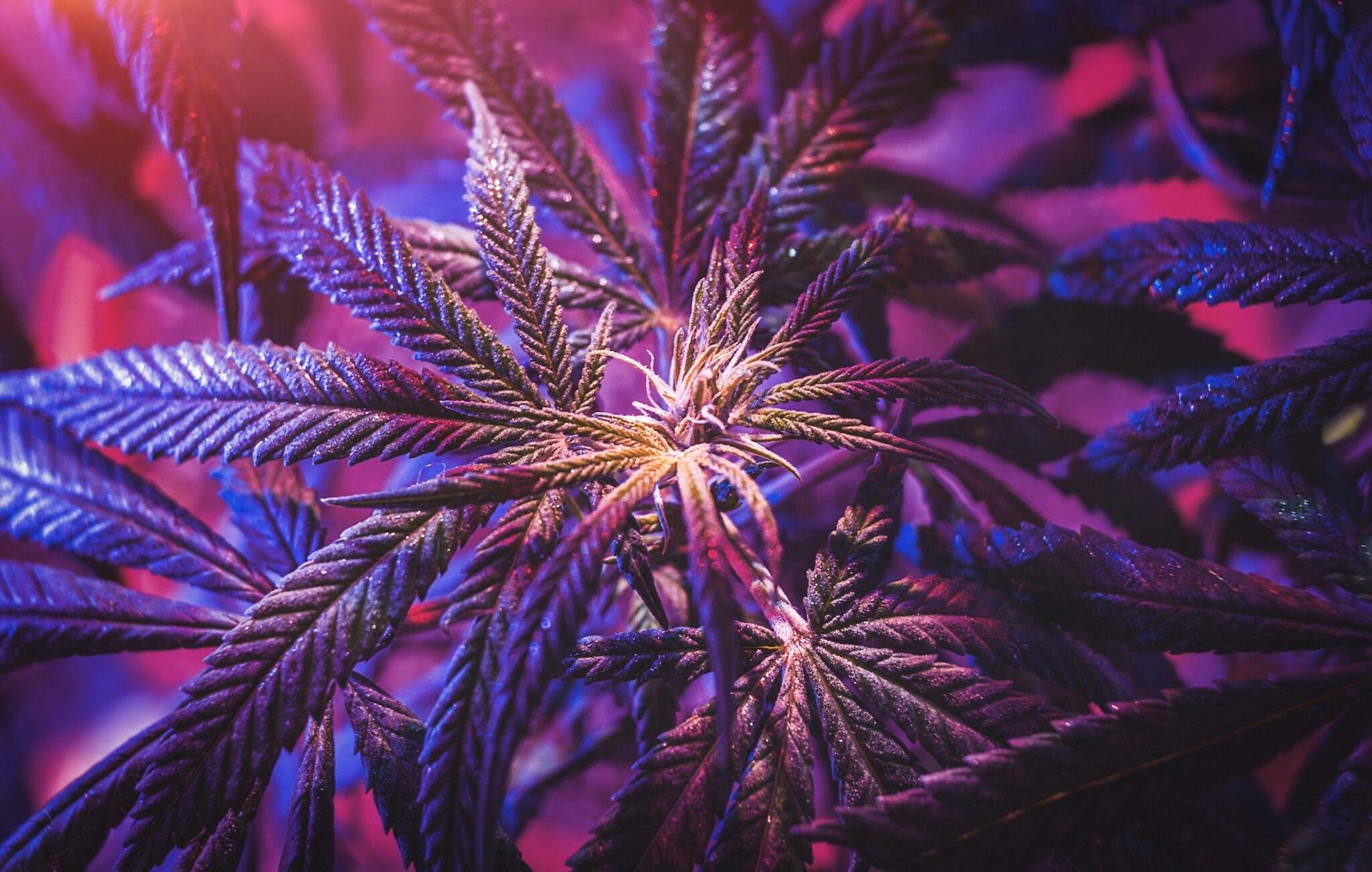 Top 10 Kush Strains for Potent Effects 2025 Picks