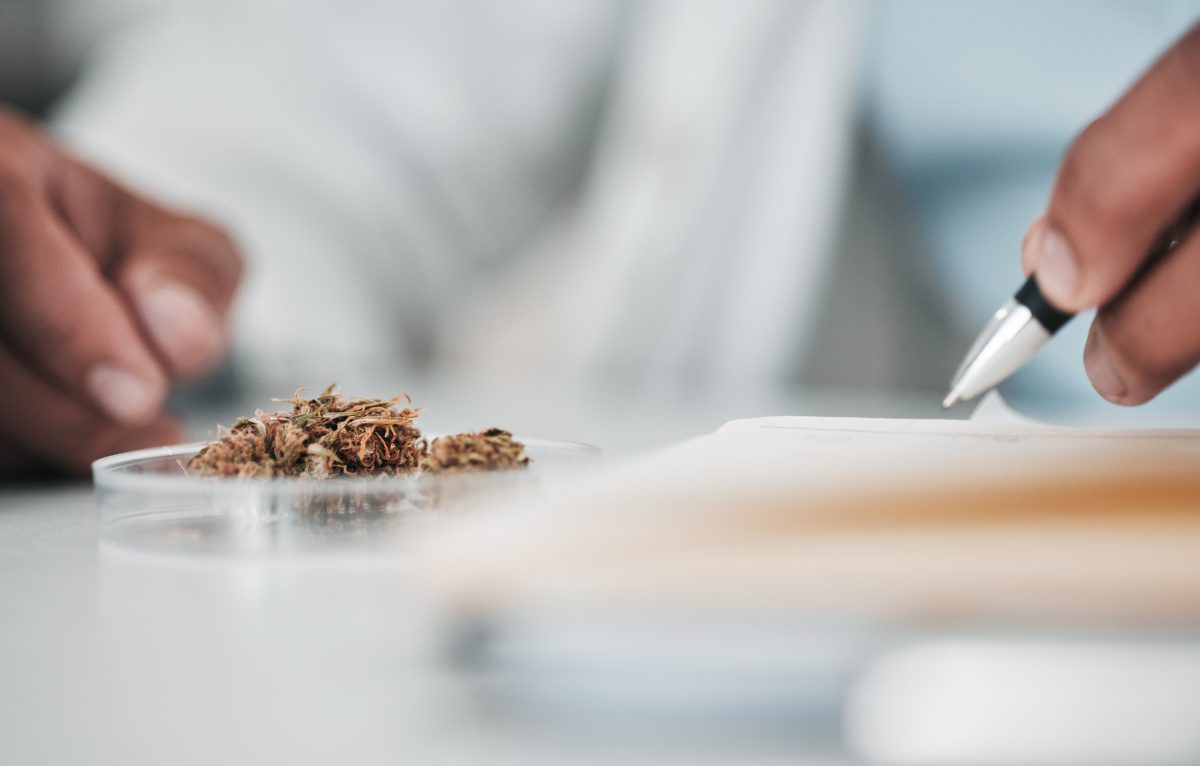 Top 10 Strains for Hash and Concentrates in 2025