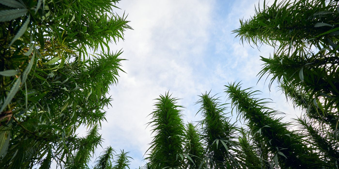 Top 10 Tallest Cannabis Strains to Grow in 2025