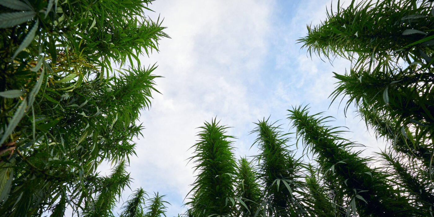 Top 10 Tallest Cannabis Strains to Grow in 2025
