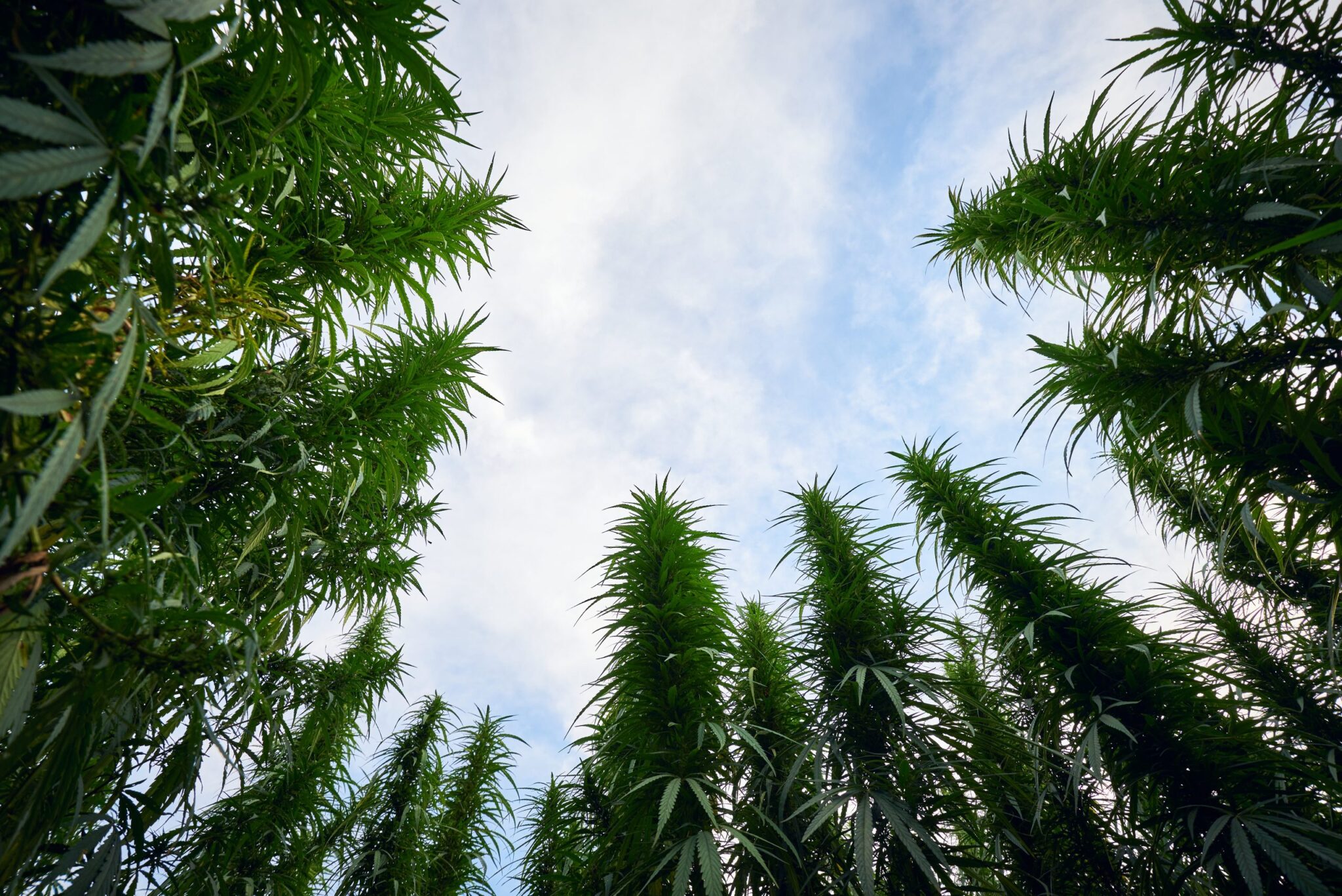 Top 10 Tallest Cannabis Strains to Grow in 2025