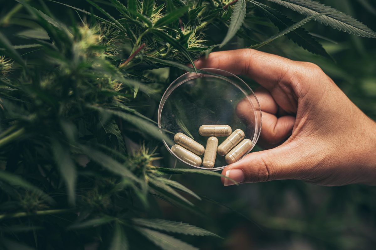 Best Magic Mushroom Strain: Top Picks for 2025 Now