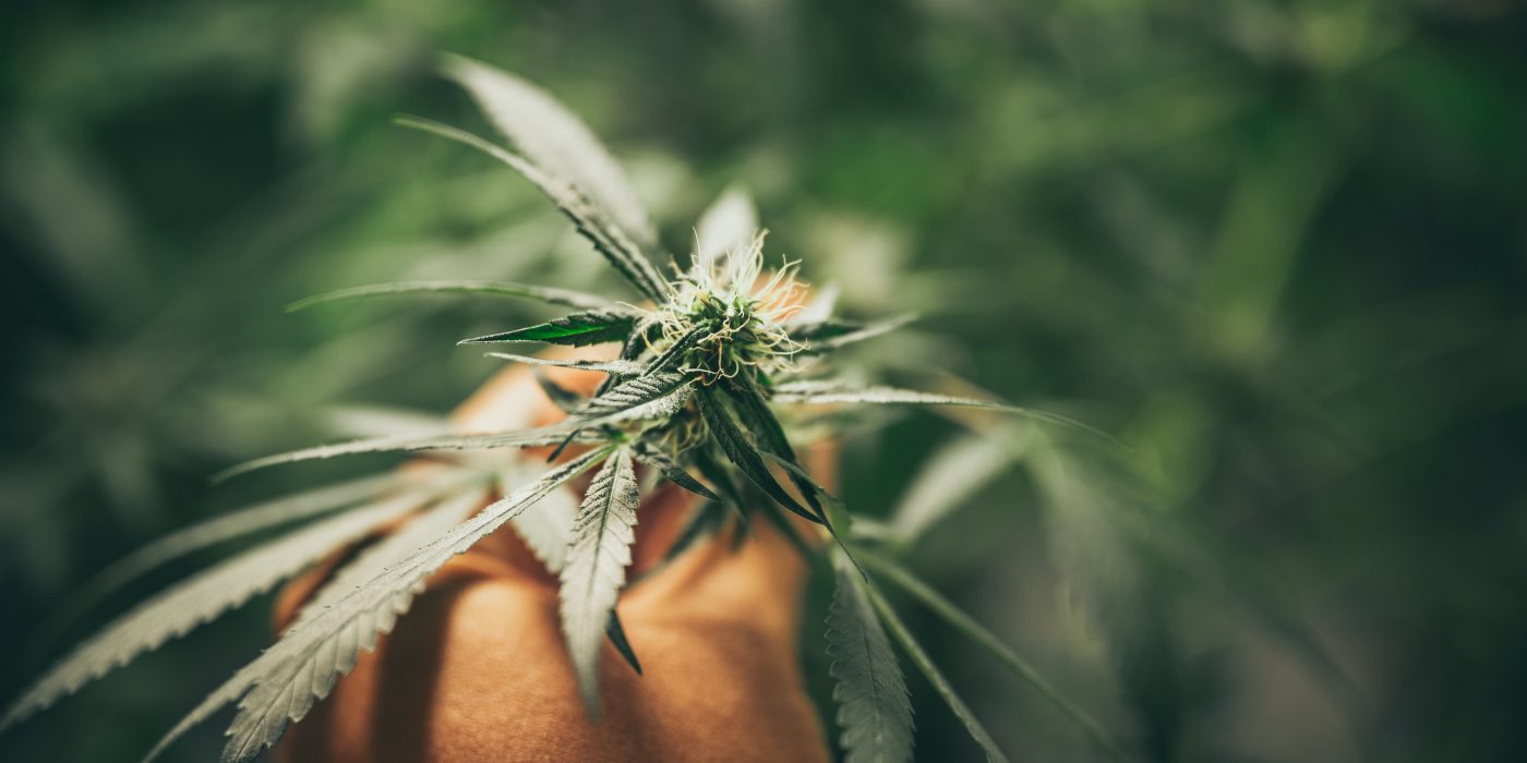 best-cannabis-strain-tremors-relief