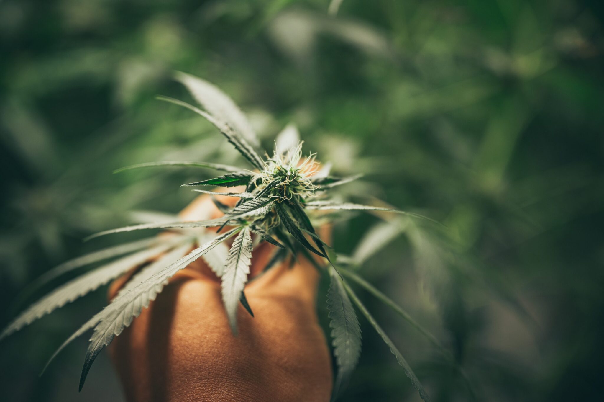 best-cannabis-strain-tremors-relief