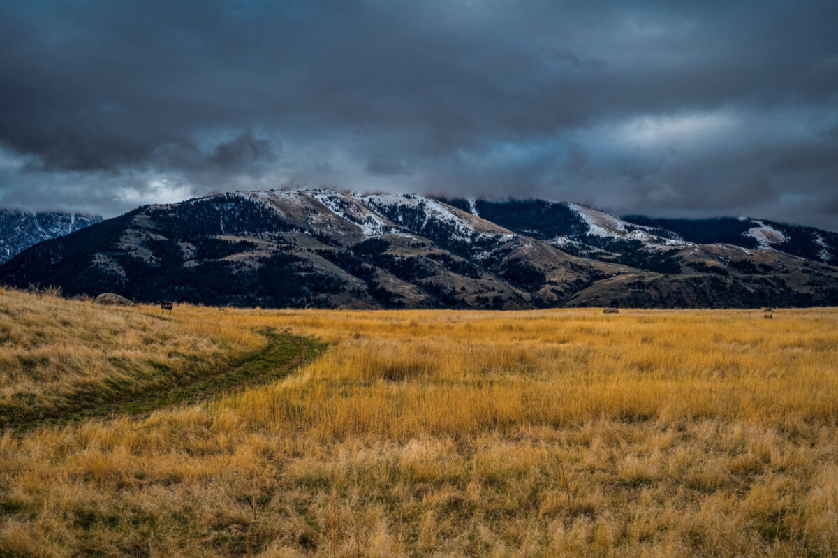 The Complete Guide to Cannabis in Montana