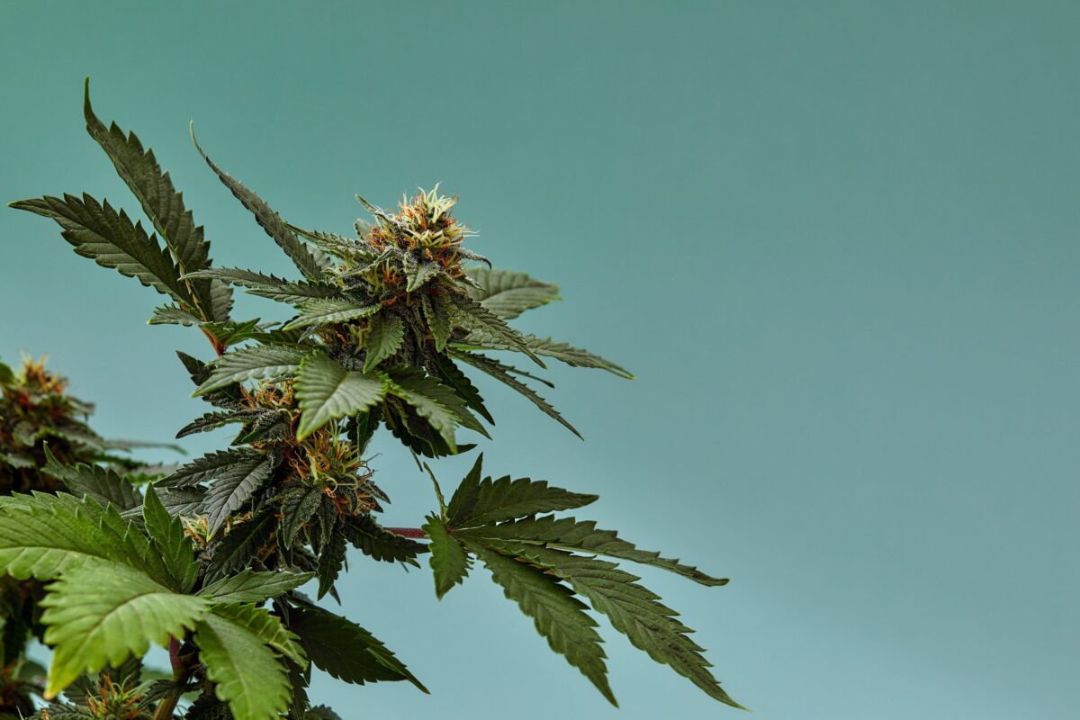 Top 10 High-CBD Medical Strains of 2025 Picks