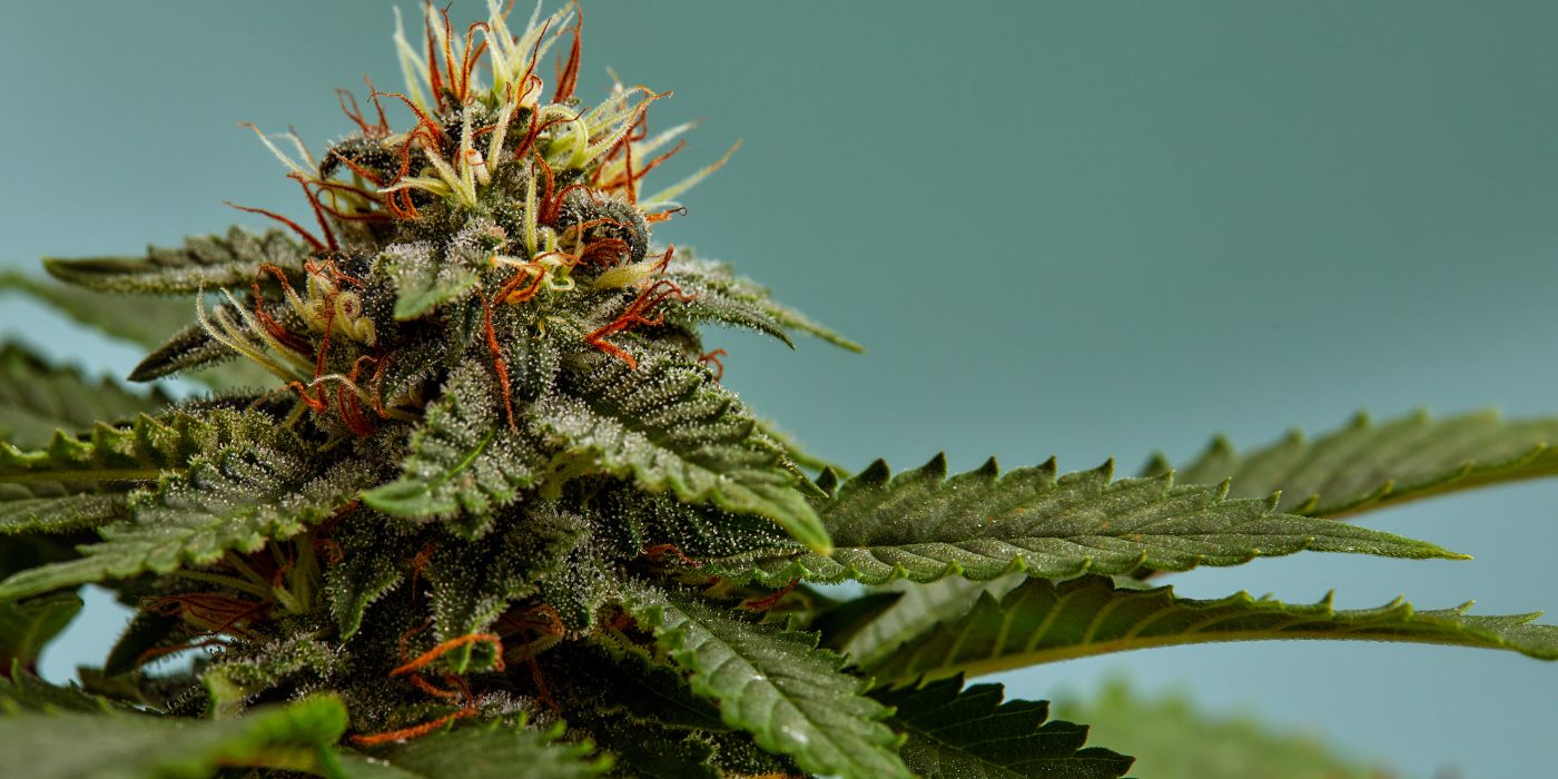 Top 10 High-THC Strains for Strong Highs Guide