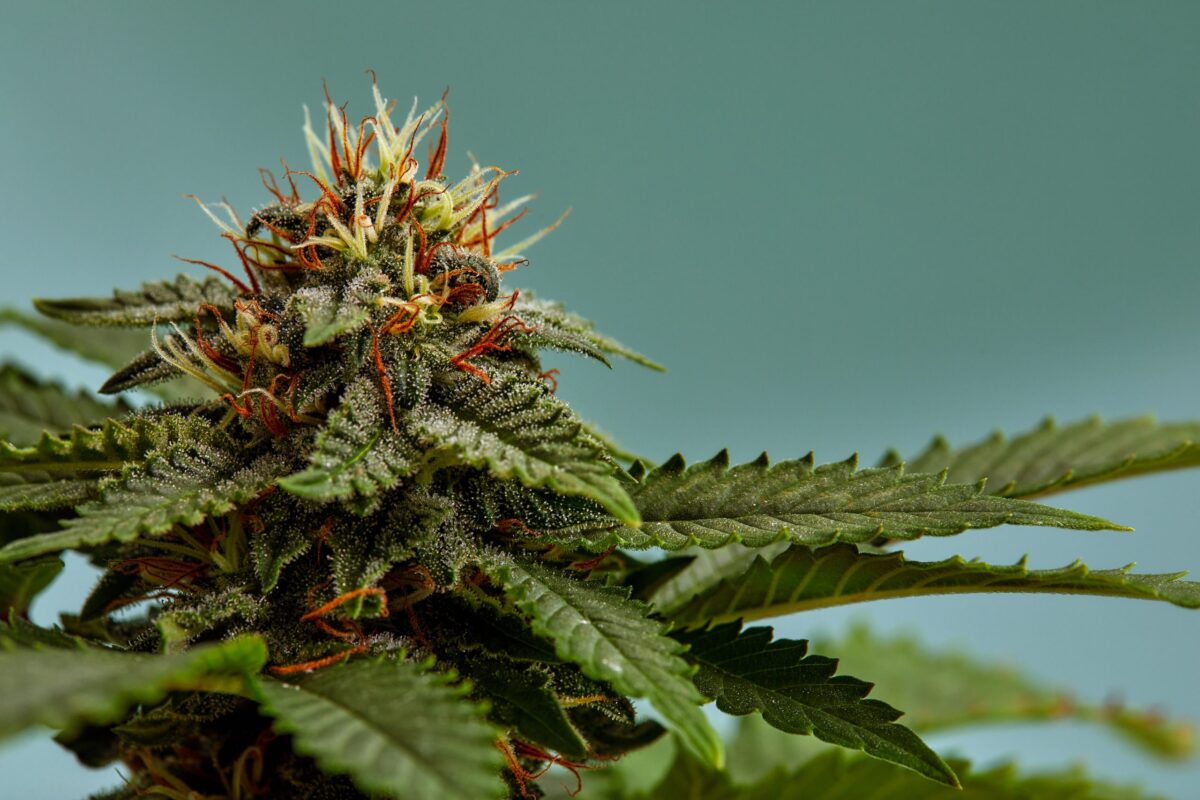 Top 10 High-THC Strains for Strong Highs Guide